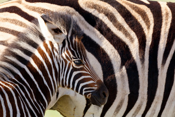 Fototapeta na wymiar Baby Zebra standing against his mom