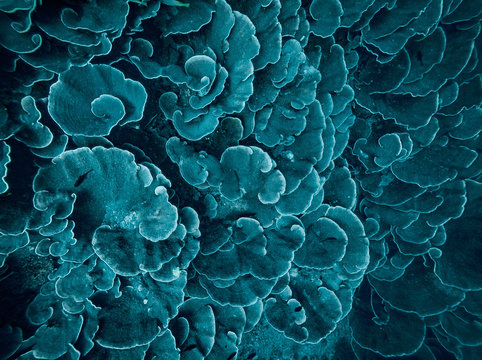 coral