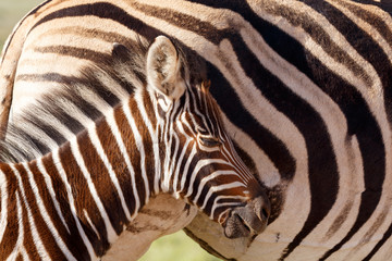 Fototapeta na wymiar Baby Zebra standing close to his mom with his eyes closed