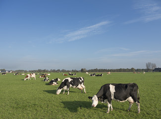holstein cows in green meadow of dutch landsape in the netherlands