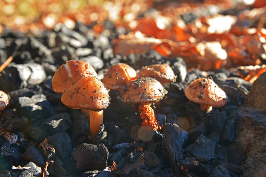 Pholiota highlandensis mushroom