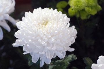 White Flower Close Up. White Crysanthemum Isolated on Black Background with sun Rise.