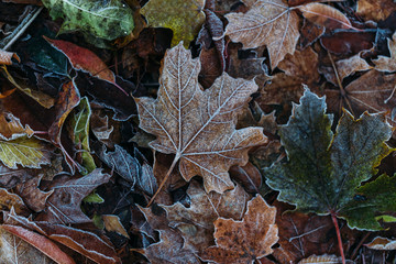 First Frost. Frozen leaves