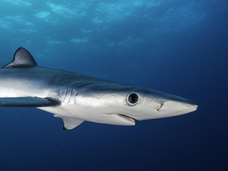 Blue shark, 50 kilometres offshore out past Western Cape, South Africa.