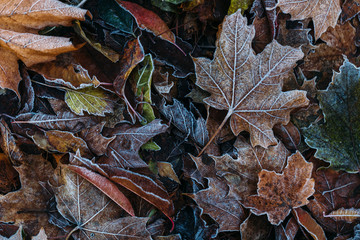 First Frost. Frozen leaves