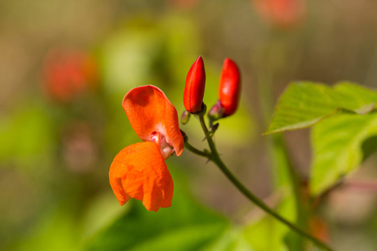 macro red blossom of scarlet runner (Phaseolus coccineus) flower