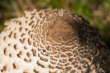 macro cap parasol mushroom (macrolepiota procera) sunlight