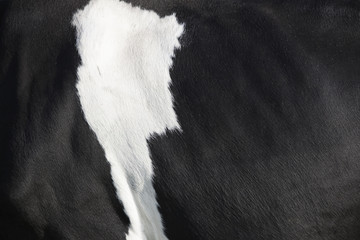 closeup of black and white hide on side of holstein cow