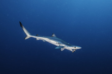 Obraz premium Blue shark, 50 kilometres offshore out past Western Cape, South Africa.