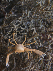 Crowned Coral Crab, Korallen-Krabbe (Quadrella coronata)