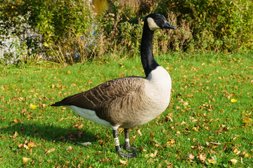 Gans auf einer Wiese am Teich
