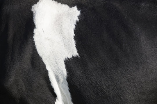 Closeup Of Black And White Hide On Side Of Holstein Cow