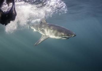 Fototapeta premium Great white shark at the surface, False Bay, Cape Town, South Africa.