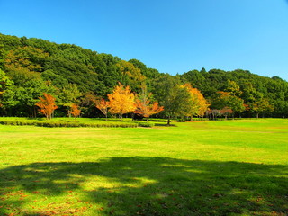 秋の草原と林