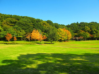 秋の草原と林と青空