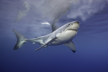 Great white shark at the surface, Guadalupe Island, Mexico.