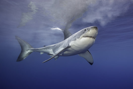 Great White Shark At The Surface, Guadalupe Island, Mexico.