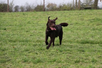 brauner labrador retriever hat Spa&szlig; im Garten