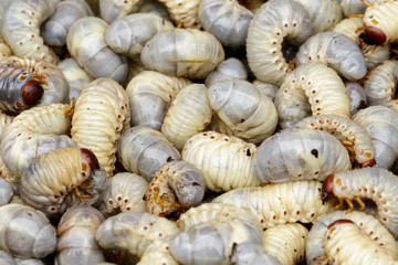 Image of grub worms, coconut rhinoceros beetle (Oryctes rhinoceros), Larva.