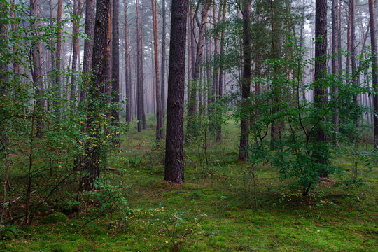 Brandenburg Forest