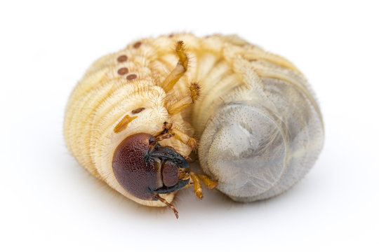 Image of grub worms, Coconut rhinoceros beetle (Oryctes rhinoceros), Larva on white background.
