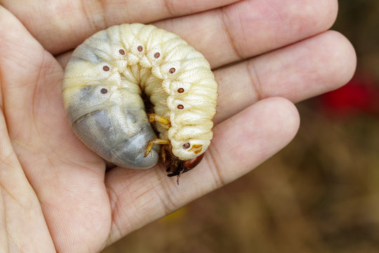 Image of grub worms, coconut rhinoceros beetle (Oryctes rhinoceros), Larva in the human hand.