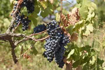 Bunches of grapes hanging in the sun