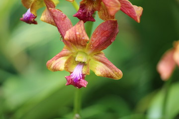 Sunset Orange Orchid