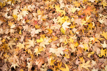Autunno Inoltrato