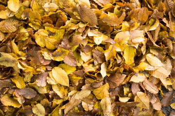 Autunno Inoltrato
