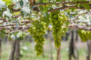 Large bunch of white wine grapes hang from a vine. Ripe grapes with green leaves