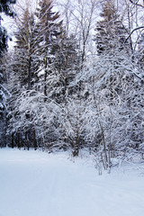 Winter forest after a heavy snow