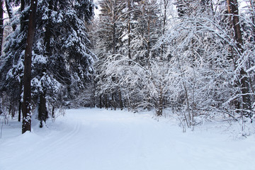 Winter forest after a heavy snow