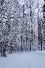 Winter forest after a heavy snow