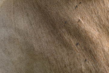 The skin of a cow flies