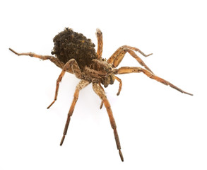 Wolf spider with babies