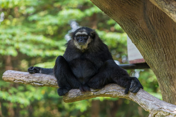 Black handed gibbon sit on the tree branch