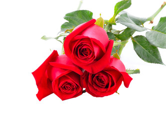 Fresh red roses isolated on white background.