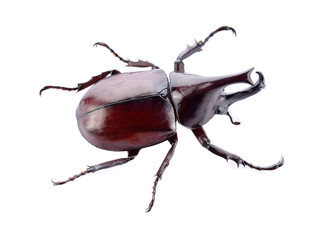Beetle isolated on white background