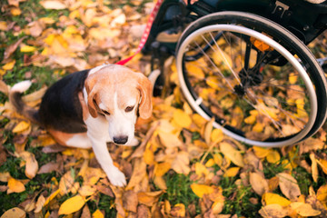 A senior woman in wheelchair with dog in autumn nature.