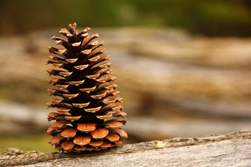 Pine cone on a log