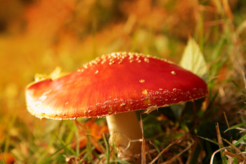 Fly Agaric or Fly Amanita, Amanita muscaria, mushroom fungi in sunlight