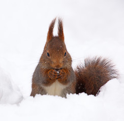 Squirrel in snow