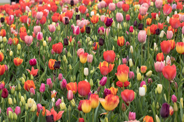 Fototapeta premium colorful tulips flowers blooming in a garden