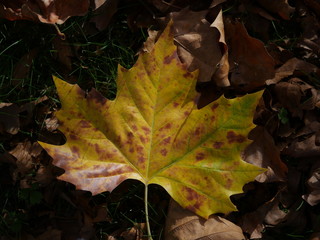 Blatt in Herbstsonne