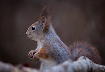 Naklejka na ściany i meble Red squirrel (Sciurus vulgaris).