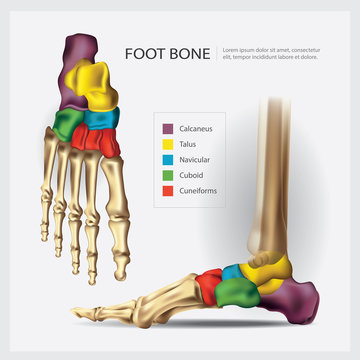 Human Anatomy Foot Bone Vector Illustration