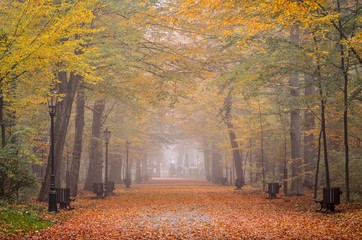Beautiful autumn landscape. Walkway with autumn colored leaves in the castle park in Pszczyna, Poland.