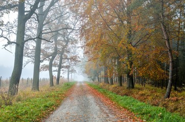 Beautiful autumn landscape. Forest road among colorful autumn trees.
