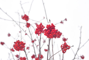 Rowanberry tree with red berries.